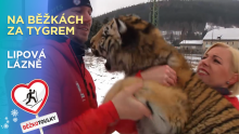 Na běžkách pochovat si tygra I Běžkotoulky Lipová - lázně